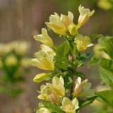 Weigela: zimsko otporne sorte za moskovsku regiju sa fotografijama i imenima, recenzijama